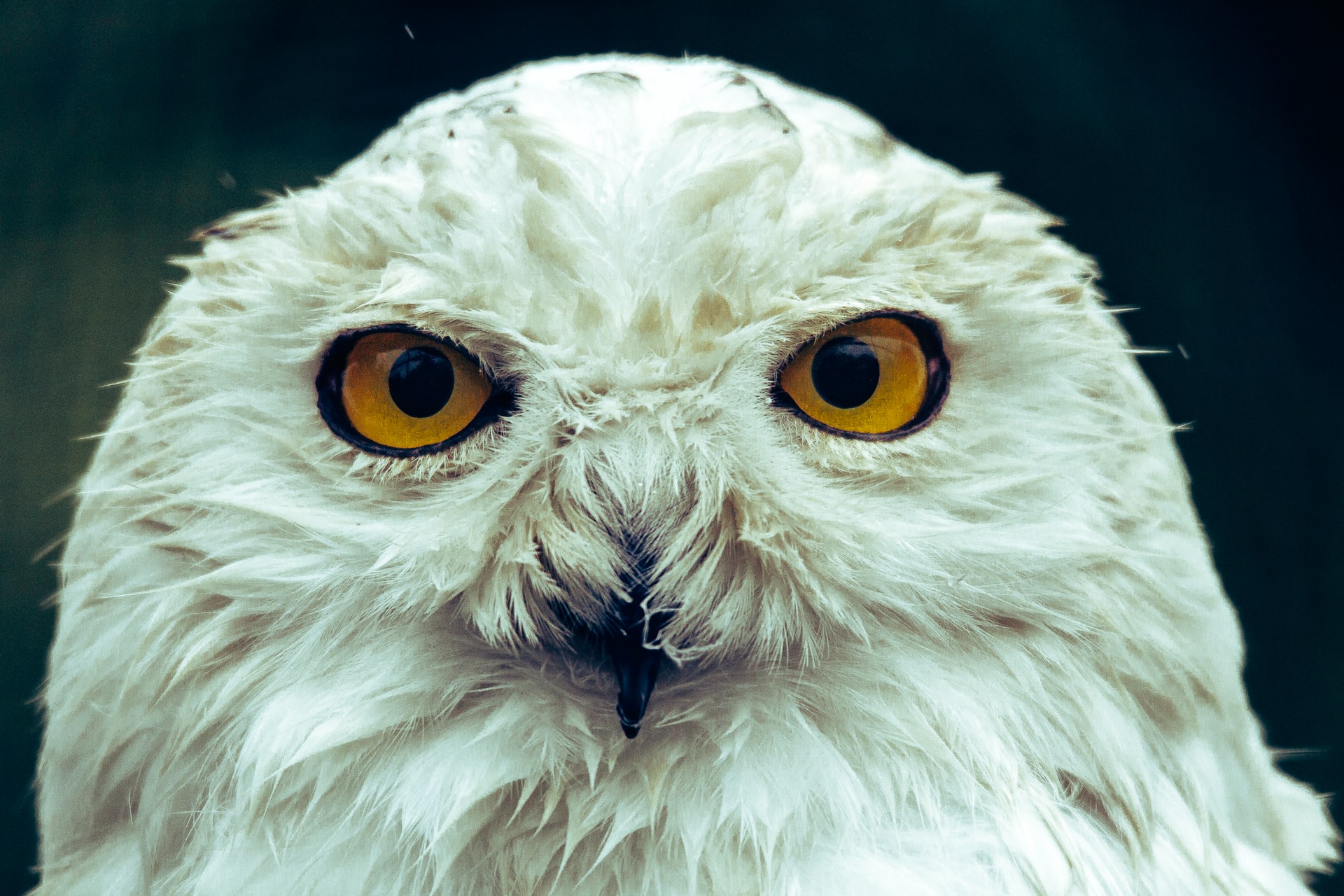 Harry Potter und die Spielliste des Zauberers